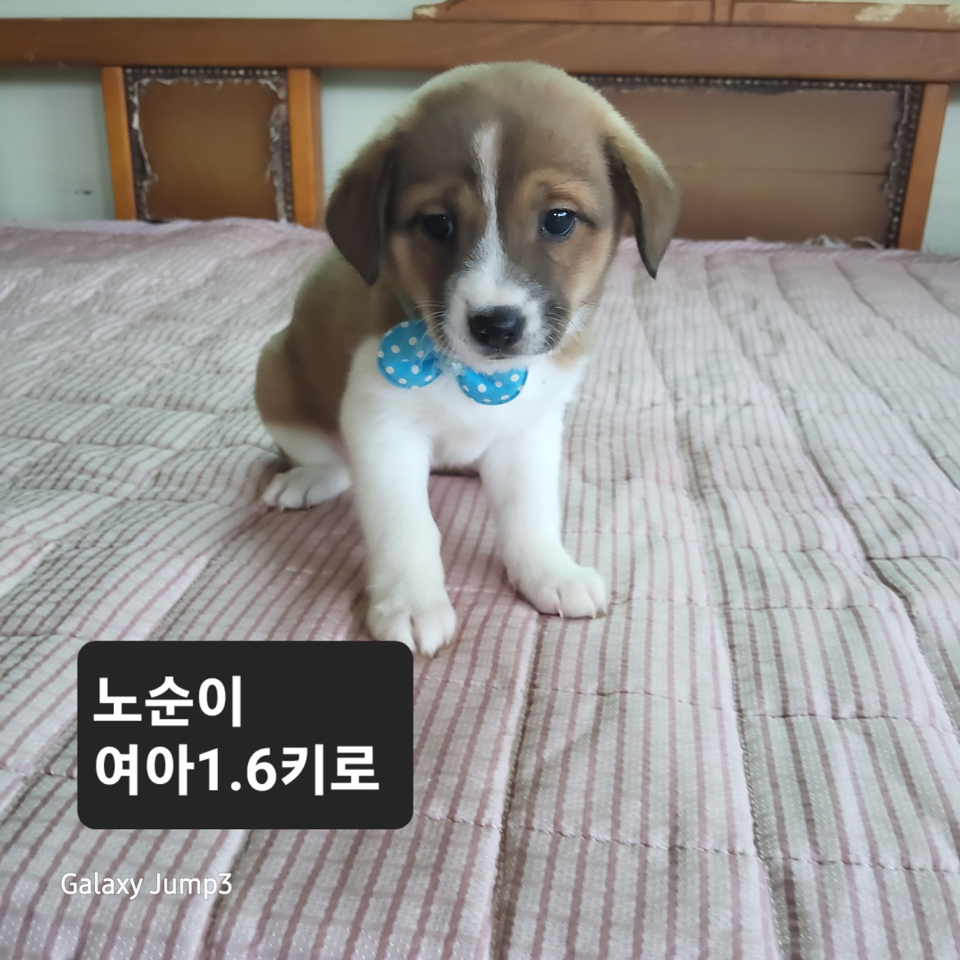 성주유기동물보호센터_447521202500186